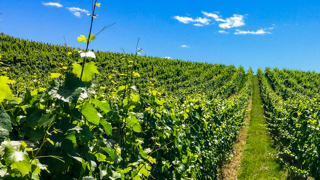 Vineyard Farming